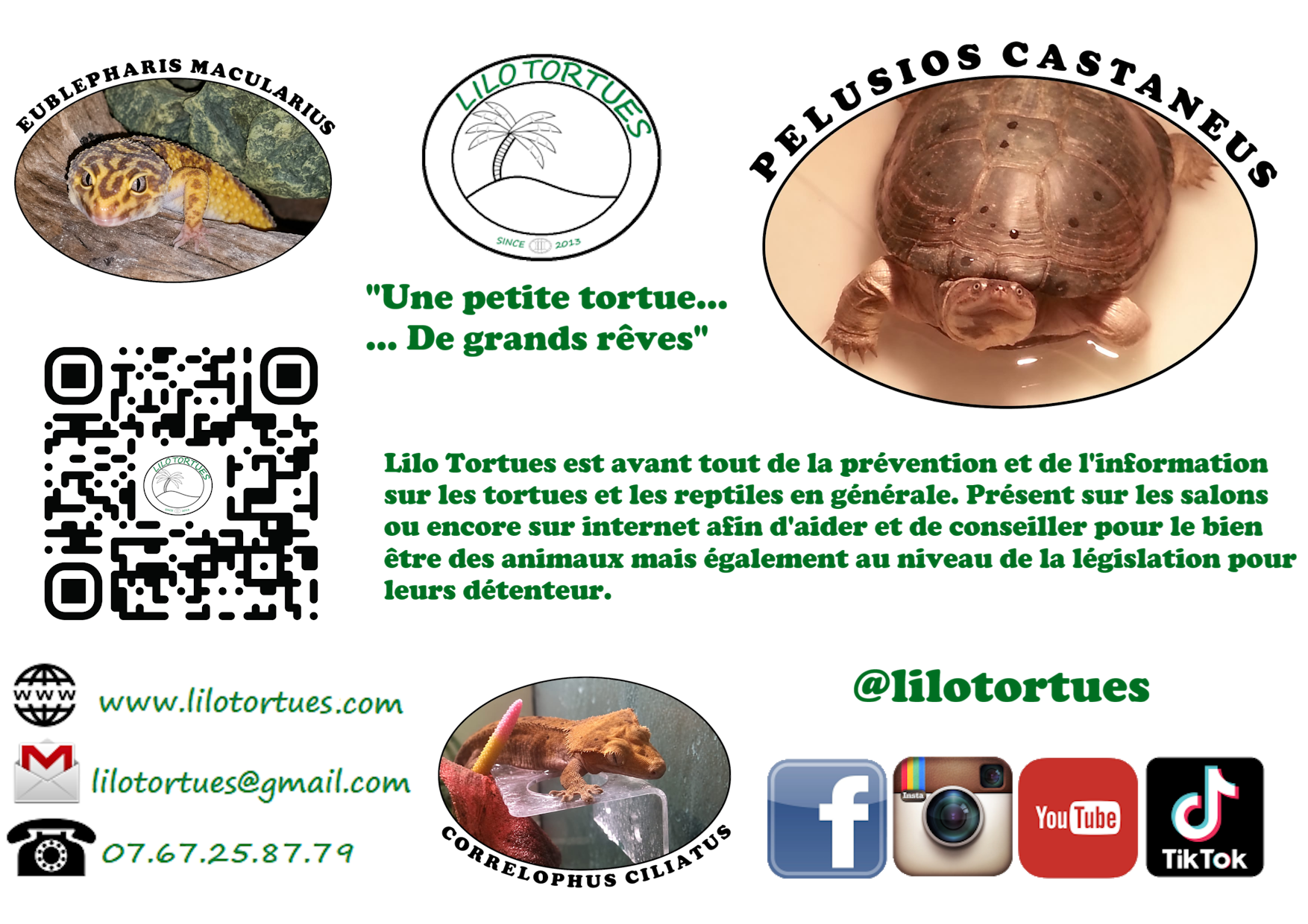 19 lilo tortues 1